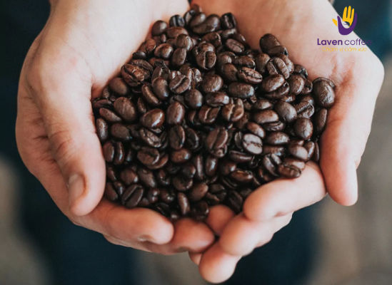 Khi mua cà phê sỉ tại Laven Coffee khách sẽ nhận được nhiều ưu đãi hấp dẫn